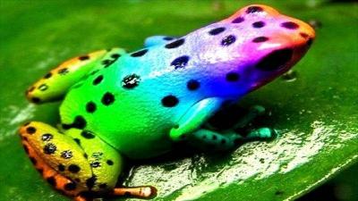 Mysterious Discovery: Fungus Growing from the Leg of a Live Frog