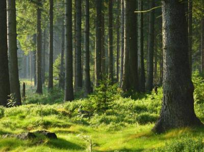 Study Reveals "Counterproductive" Results of Tree Planting