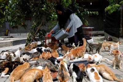 House of Horror in France: 100 Cat Corpses Found in Refrigerator