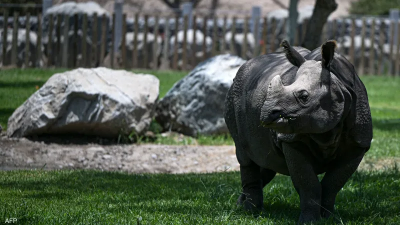 Rare Javan Rhino Calf Spotted, Endangered Species at Risk of Extinction