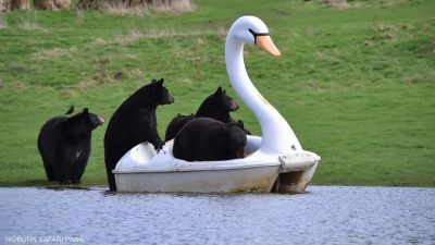 Bears Enjoy a Stroll on a "Swan"