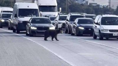 Panic After Bear Appears on Highway in California