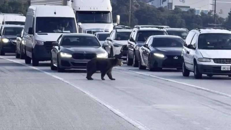 Panic After Bear Appears on Highway in California
