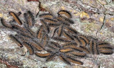 Statement from the Ministry of Agriculture Regarding the Outbreak of the Sand Pest