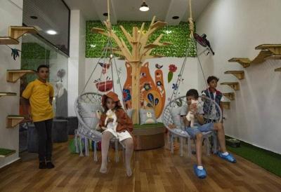 In Gaza: "Meow Cat" Café for Cat Lovers