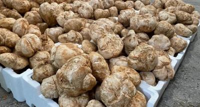 Truffle Festival: Gems of the Desert in Al-Qassim Auction