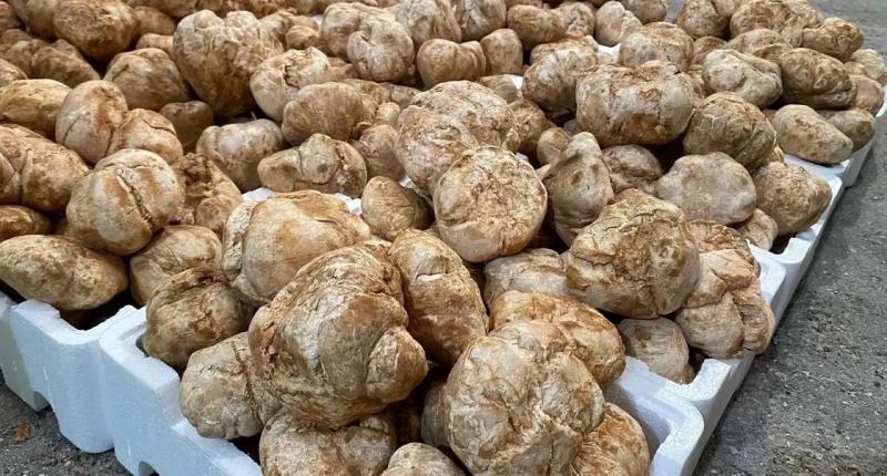 Truffle Festival: Gems of the Desert in Al-Qassim Auction
