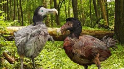 Scientists Attempt to Bring Extinct Dodo Bird Back to Life After 350 Years