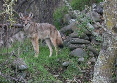 Scientists Track the Longest Journey of a Wolf Across Europe Using Its Droppings