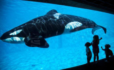 "Lolita" the Female Orca Awaiting Release After Over Half a Century of Captivity