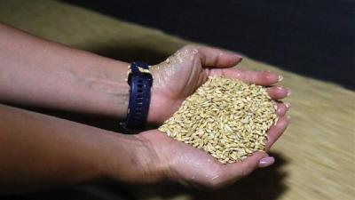 Update on the Wheat Shipment Entering Lebanon