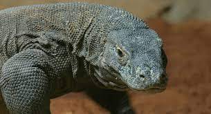 Video: Two Komodo Dragons Appear on a Main Road in Egypt