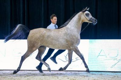 "Al-Aryam Stables" Shines at the Arab Championship for Arabian Horses (Photos)