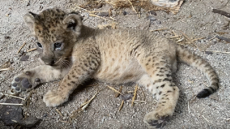 Finding the Lost Lion Cub in Tripoli: What's the Case? (Video)
