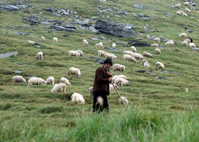 Union of Butchers and Livestock Traders Protests 10% Tax