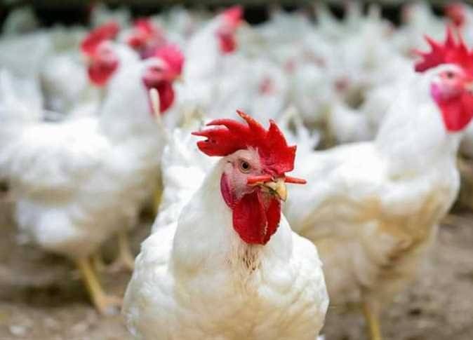 Egypt: The Ministry of Agriculture Issues Statement on Poultry Mortality Virus