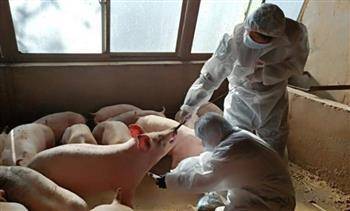 Serbia, Bosnia, and Croatia Struggle with African Swine Fever and Seek Assistance