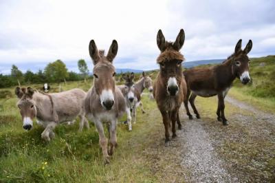 "The City of Kebabs": Hundreds of Slaughtered Donkeys Leave Residents of Adana in Shock