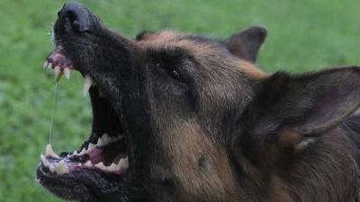 Tunisia: Dog Bites 4 Students at Primary School