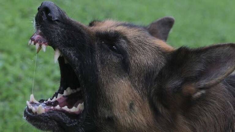 Tunisia: Dog Bites 4 Students at Primary School