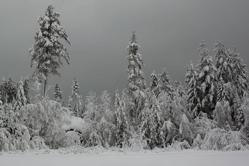 How Winter Affects Our Behaviors