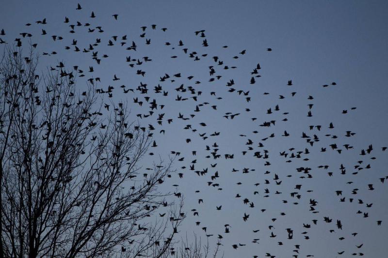 Minister of Environment Calls for Action Against Those Who Shoot Migratory Birds