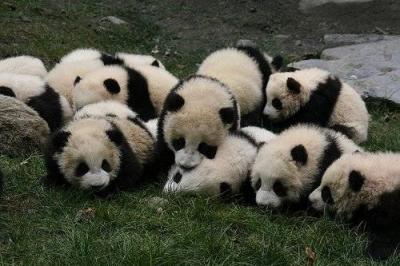 China at the Forefront... Animals More Threatened with Extinction Compared to Other Countries
