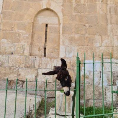 Video: Donkey's Head Hanged at One of the Oldest Cemeteries in Jerusalem