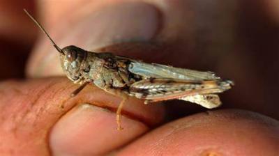Egypt Reveals the Reason for Locust Invasion on the Country's Borders