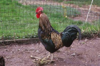 Roosters Have the Right to Crow as They Please… by Law