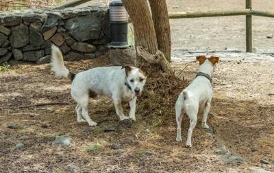 Sudan.. "Rabid Dogs" Attacking Corpses!