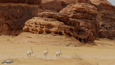 "Horizon" - Saudi Documentary Wins International Award