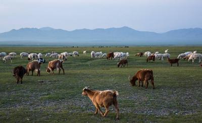 Mongolia Buries 7 Million Head of Livestock