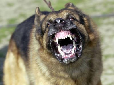 Video: Police Officer Rescues Man from Stray Dogs