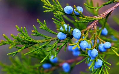 Medicinal Plant Helps in Preventing Heart Attacks