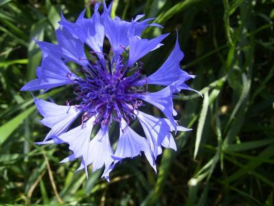 Wildflowers for Repairing "Damaged Nerves"