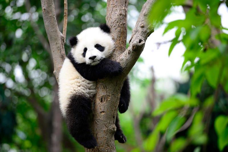 China Sends 2 Giant Panda Cubs to the U.S. This Year