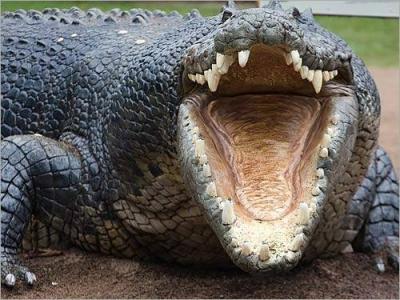Alligator Struts Before School Students, Causing Panic; Police Release Video