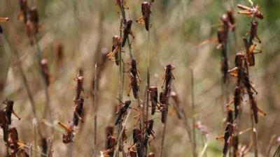 Global Food Security Threatened: Global Warming Exacerbates Locust Swarms
