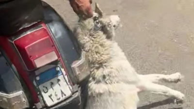 Shocking Scene: Dog Dragged and Tortured in the Streets of Cairo!