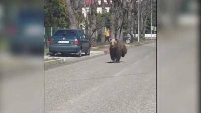 Video: Aggressive Bear Terrifies Residents of Slovak Town