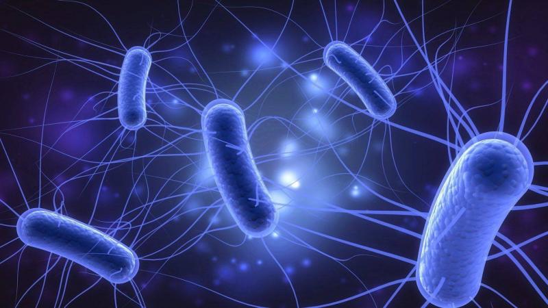 Dietary Supplement Plays an Important Role Against Escherichia coli Infection