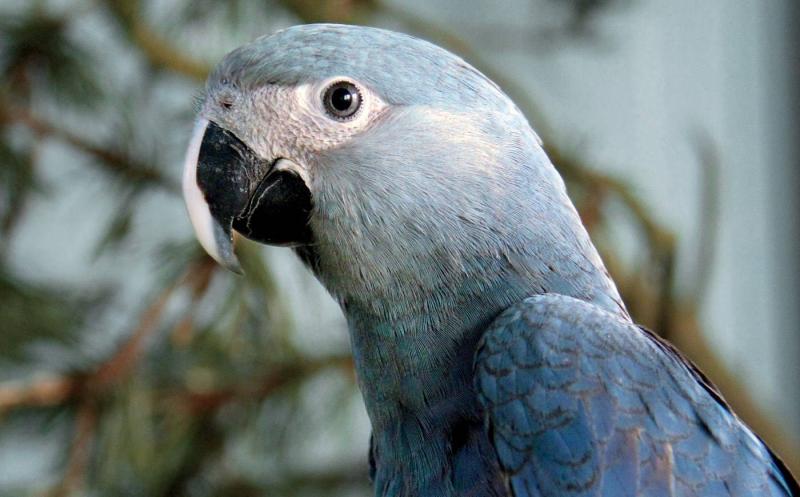 Parrot Owner Fined 5,000 Dirhams in the UAE