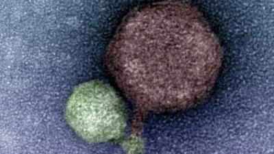 Vampire Virus Astonishes Scientists