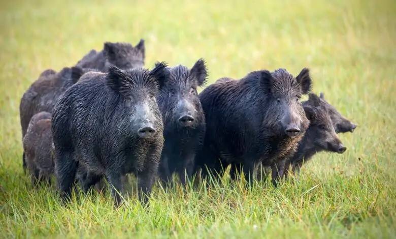 Video Sparks Controversy: Moroccan Woman Feeds Wild Boars