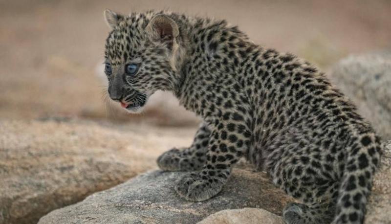 Royal Commission for Al-Ula Governorate Announces the Birth of 7 Young Arabian Leopards