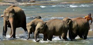 Seven Young Elephants Drown in Sri Lanka