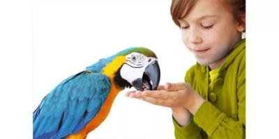 "Parrot Fever" Spreads in Europe, Causing 5 Deaths; WHO Issues Warning