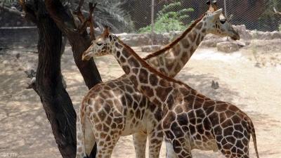 Giraffe Endangers Zoo Worker’s Life