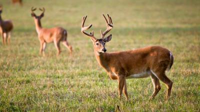 "Zombie Deer" Disease: A Deadly Illness that Damages the Brain and Threatens Humans